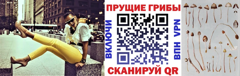 где можно купить   Почеп  Псилоцибиновые грибы ЛСД 
